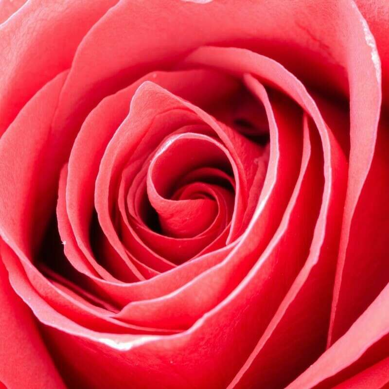 Close-up of a Rose to represent Valentine's Day