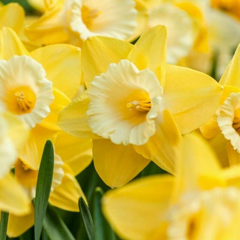Yellow Daffodils representing Easter