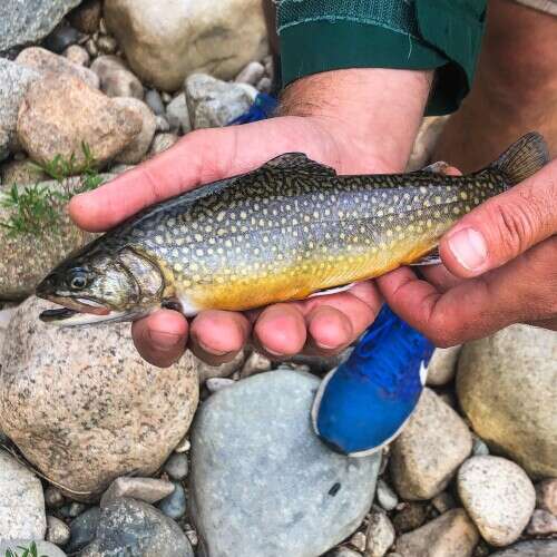 Closeup of Angler's hands holding a trout