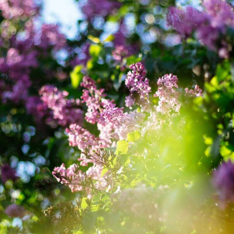 Lilac bush represent Mother’s Day May 2026