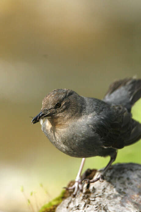 American Dipper