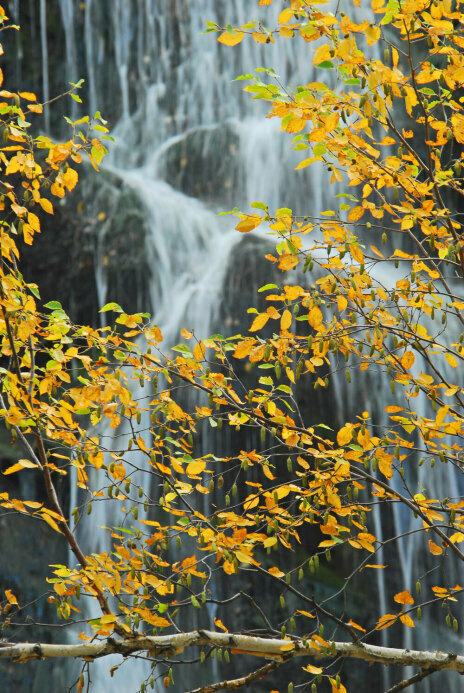 Bright yellow leaves with Waterfall backdrop