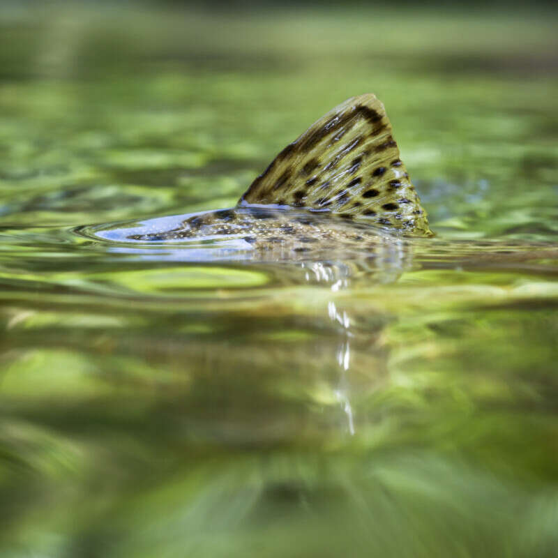 Fly Fishing in Spearfish Canyon