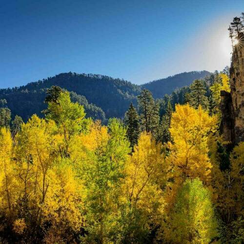 Spearfish Canyon Cliff with Yellow Birch and Aspen Tree below