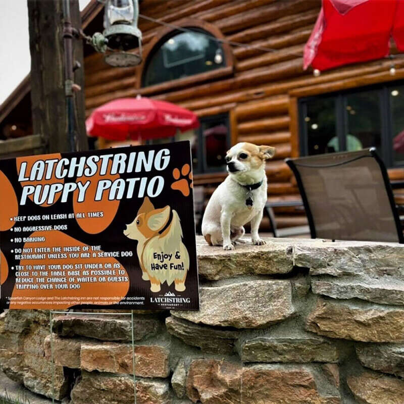 Latchstring Puppy Patio