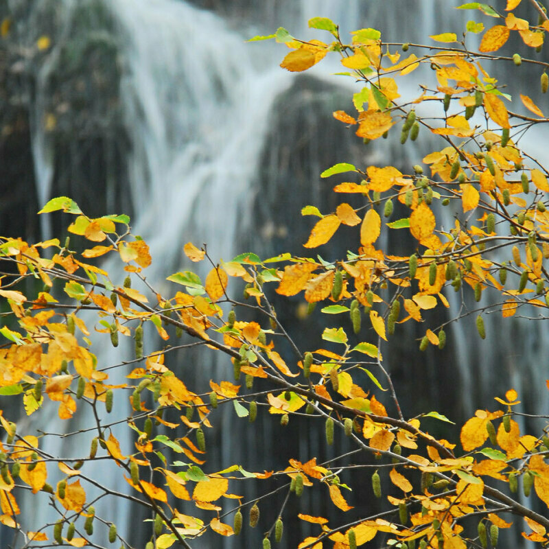 Spearfish Canyon Fall Colors - Scenic Drive