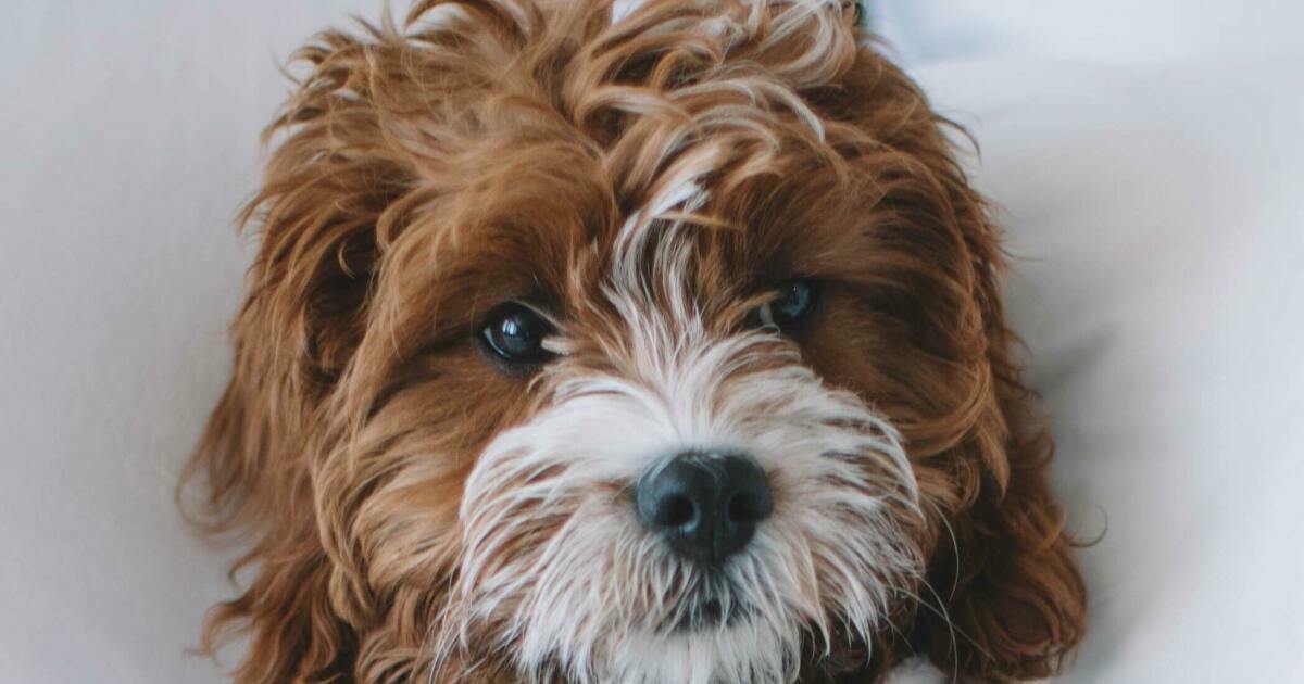 Dogfriendly Hotel Policy