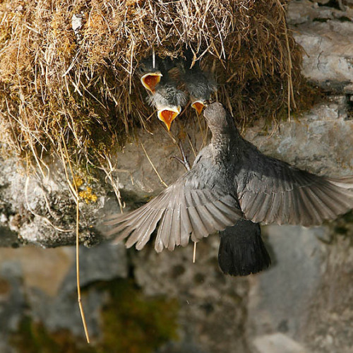 American Dippers nest