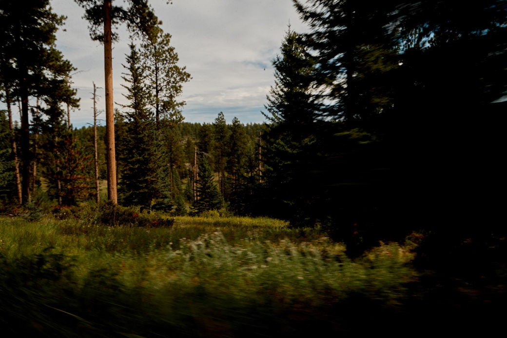 Black Hills Pine trees 