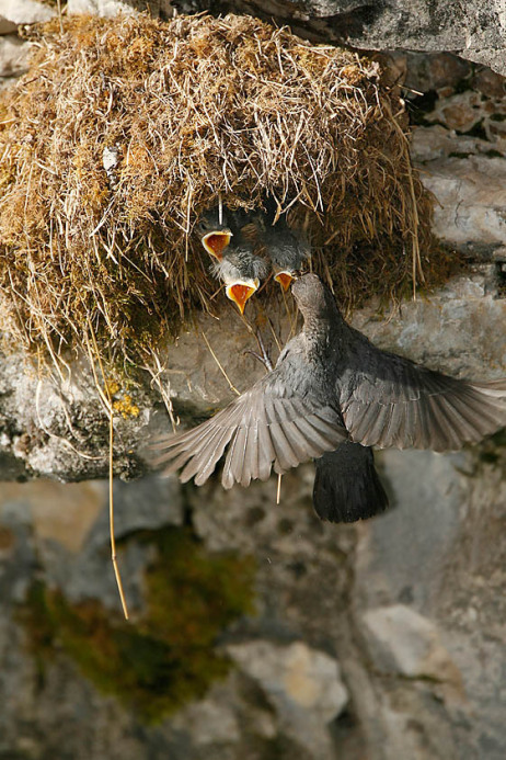 American Dippers nest